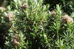Ozothamnus turbinatus