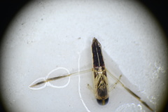 Anisops