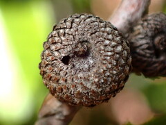 Andricus chrysobalani