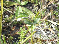 Pterocaulon pycnostachyum