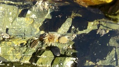Sypharochiton pelliserpentis