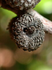 Andricus chrysobalani