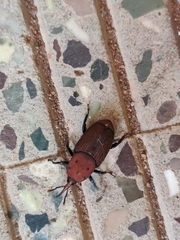 Rhynchophorus ferrugineus