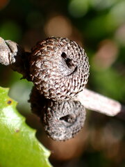 Andricus chrysobalani