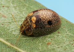 Paropsisterna minerva