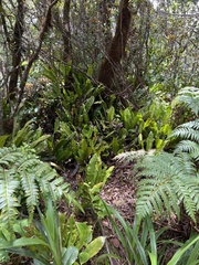 Elaphoglossum crassifolium