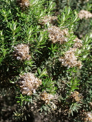 Ozothamnus turbinatus