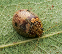 Paropsisterna minerva