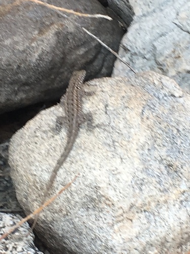 iNaturalist observation photo of Western Side-blotched Lizard