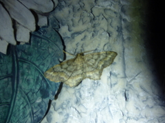 Hypagyrtis piniata