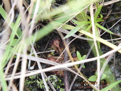 Drosera capillaris