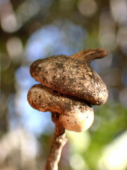 Heteroecus sanctaeclarae