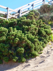 Ozothamnus turbinatus