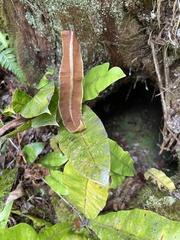 Elaphoglossum crassifolium