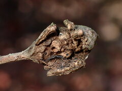 Dryocosmus asymmetricus