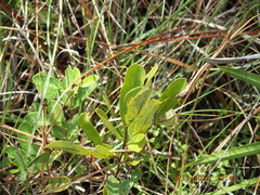 Asimina reticulata