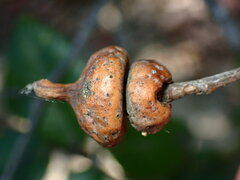 Heteroecus sanctaeclarae