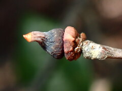 Heteroecus sanctaeclarae