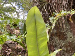 Elaphoglossum crassifolium