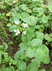 Cardamine raphanifolia