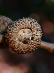 Andricus chrysobalani