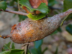 Protobalandricus spectabilis