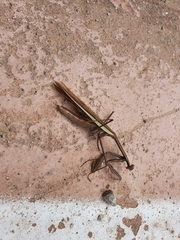 Tenodera sinensis