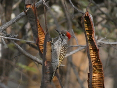 Chloropicus fuscescens