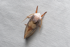 Cryptophasa rubescens