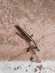 Tenodera sinensis