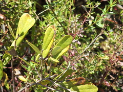 Asimina reticulata