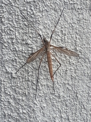 Tipula paludosa