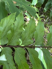 Asplenium polyodon