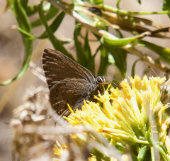 Satyrium saepium