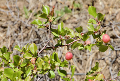 Prunus subcordata