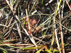 Drosera capillaris