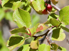 Prunus subcordata