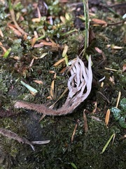 Clavulina castaneipes