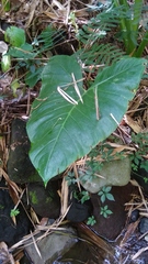 Xanthosoma