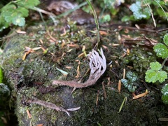 Clavulina castaneipes
