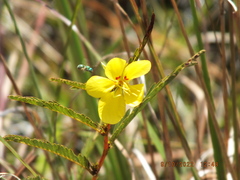 Chamaecrista fasciculata