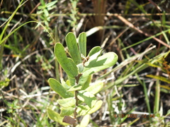 Asimina reticulata