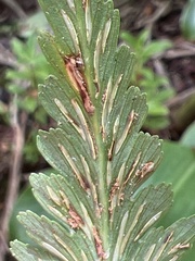 Asplenium polyodon