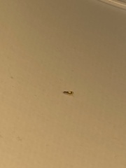 Colladonus clitellarius