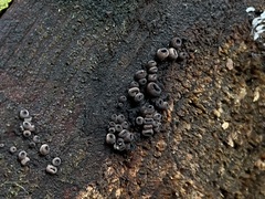 Ascocoryne sarcoides