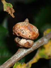 Heteroecus sanctaeclarae