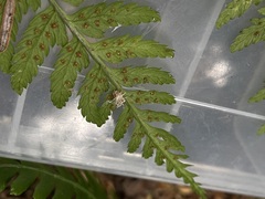 Gibellula