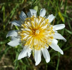 Tragopogon pterocarpus