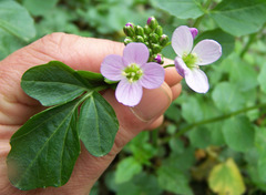 Cardamine raphanifolia
