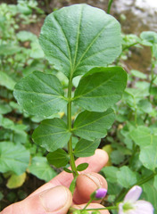 Cardamine raphanifolia